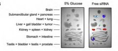 BiomaterialsѧǰٰsiRNA֬ʲϺҽʦ24Сʱߴ